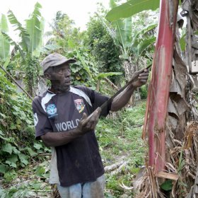 Ian Allen/Staff Photographer

Frightened farmer, Everard Perrier, shows a damaged banana tree with its scraped bark, which he said was done by the beast.

 Farmer in Cambridge in Portland, examines a Banana Plants that was damaged by an unknown creature.