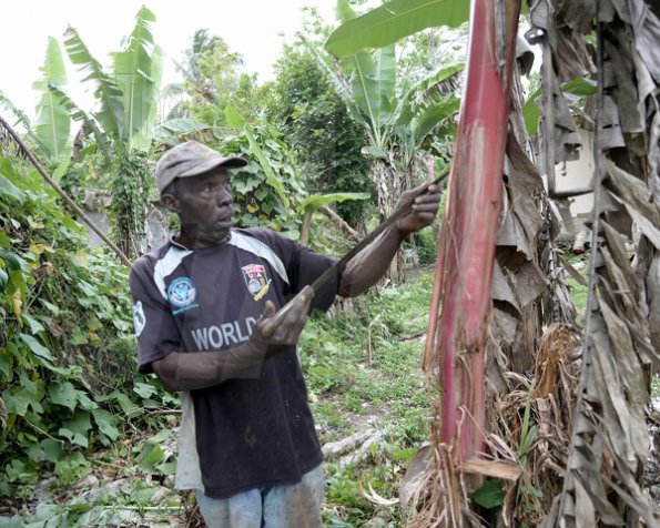 Ian Allen/Staff Photographer

Frightened farmer, Everard Perrier, shows a damaged banana tree with its scraped bark, which he said was done by the beast.

 Farmer in Cambridge in Portland, examines a Banana Plants that was damaged by an unknown creature.
