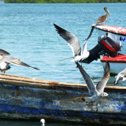 Ian Allen/Photographer
Activities in Port Royal.