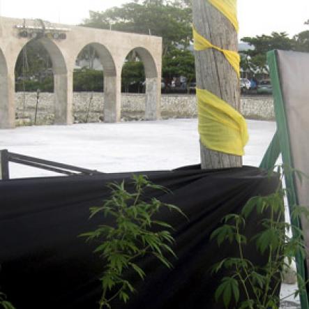 Mel Cooke<\n><\n>Marijuana plants on display beside the advisory 'Excuse Me While I Light My Spliff' at Rebel Salute 2016's Herb Curb.