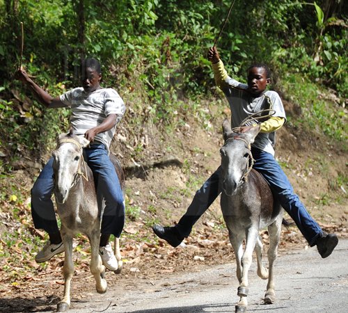 Ian Allen/Staff Photographer
Annual Emancipation Day Donkey Racing in Top Hill St. Catherine.