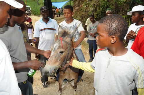 Ian Allen/Staff Photographer
Annual Emancipation Day Donkey Racing in Top Hill St. Catherine.