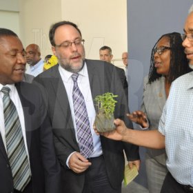 Jermaine Barnaby/Photographer
Paul Burke (right) Programme coordinator, Cannabis Commercial and Medical Research Task Force shows off some ganja buds to Phillip Paulwell (left) Minister of Science, Technology, Energy and Mining and Minister of Justice Mark Golding at the launch for the symbolic planting of the first legal Marijuana Plant at the Lecture Theatre Two (2) , Faculty of Medical Sciences Teaching and Research Complex on Monday April 20, 2015. Looking on is Mayor of Kingston Angella Brown Burke.