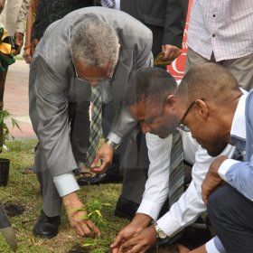 Jermaine Barnaby/Photographer
Professor Archibald McDonald (left) pro vice chancellor and principal UWI assist  Minister of Science, Technology, Energy and Mining, Phillip Paulwell in putting the finishing touch to a ganja tree he planted at the launch for the symbolic planting of the first legal Marijuana Plant at the Lecture Theatre Two (2) , Faculty of Medical Sciences Teaching and Research Complex on Monday April 20, 2015. Also partaking is MP Raymond Pryce