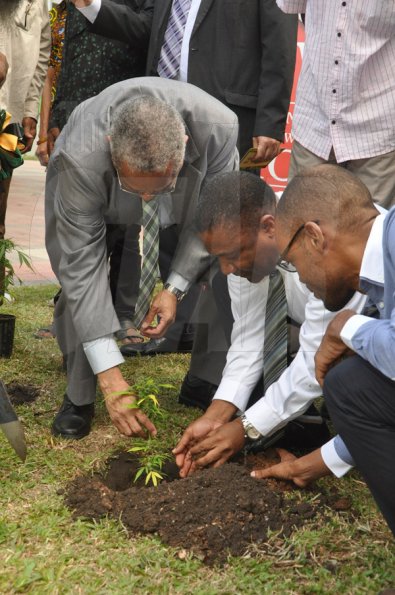Jermaine Barnaby/Photographer
Professor Archibald McDonald (left) pro vice chancellor and principal UWI assist  Minister of Science, Technology, Energy and Mining, Phillip Paulwell in putting the finishing touch to a ganja tree he planted at the launch for the symbolic planting of the first legal Marijuana Plant at the Lecture Theatre Two (2) , Faculty of Medical Sciences Teaching and Research Complex on Monday April 20, 2015. Also partaking is MP Raymond Pryce