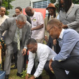Jermaine Barnaby/Photographer
Professor Archibald McDonald (left) pro vice chancellor and principal UWI oversees Minister of Science, Technology, Energy and Mining, Phillip Paulwell putting the finishing touch to a ganja tree he planted at the launch for the symbolic planting of the first legal Marijuana Plant at the Lecture Theatre Two (2) , Faculty of Medical Sciences Teaching and Research Complex on Monday April 20, 2015. At right is Raymond Pryce and Angella Brown Burke, Mayor of Kingston..