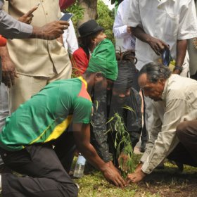 Jermaine Barnaby/Photographer
Dickie Crawford (right) Ras Kahleh (left) of the Ganja Growers and Producers Association and another rasta man jointly plant a tree at the launch for the symbolic planting of the first legal Marijuana Plant at the Lecture Theatre Two (2) , Faculty of Medical Sciences Teaching and Research Complex on Monday April 20, 2015.