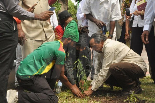Jermaine Barnaby/Photographer
Dickie Crawford (right) Ras Kahleh (left) of the Ganja Growers and Producers Association and another rasta man jointly plant a tree at the launch for the symbolic planting of the first legal Marijuana Plant at the Lecture Theatre Two (2) , Faculty of Medical Sciences Teaching and Research Complex on Monday April 20, 2015.