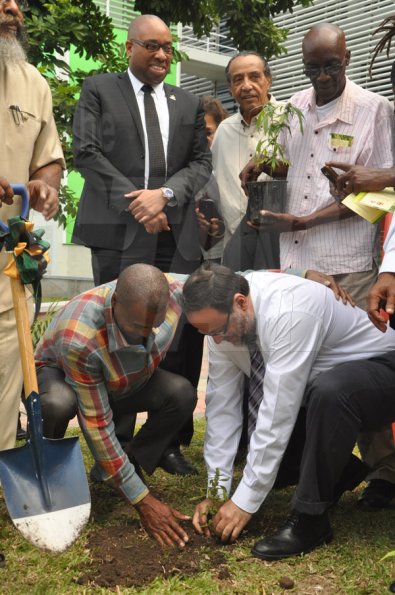 Jermaine Barnaby/Photographer
Minister of Justice Mark Golding (right) and Courtney Betty (left) president and CEO of Timeless Herbal Care both jointly plant a ganja tree at the launch for the symbolic planting of the first legal Marijuana Plant at the Lecture Theatre Two (2) , Faculty of Medical Sciences Teaching and Research Complex on Monday April 20, 2015. Overseeing the activities is at back JLP representative, Delano Seiveright, Dicky Crawford and Basil Hylton, herbalist.