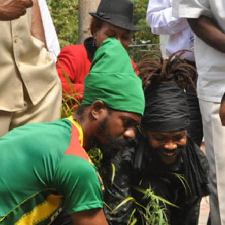 uwi-ganja-planting-